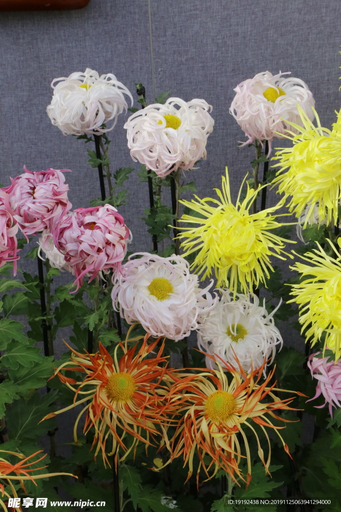 菊花