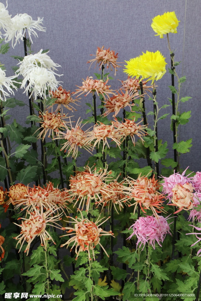 菊花