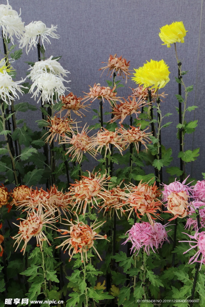 菊花