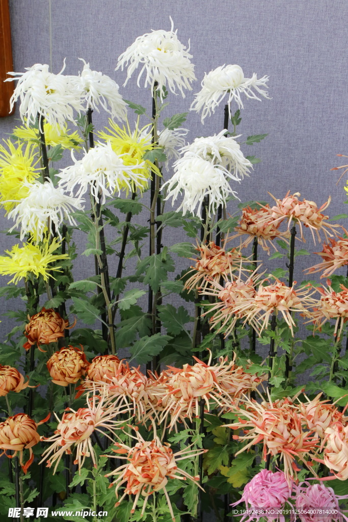 菊花