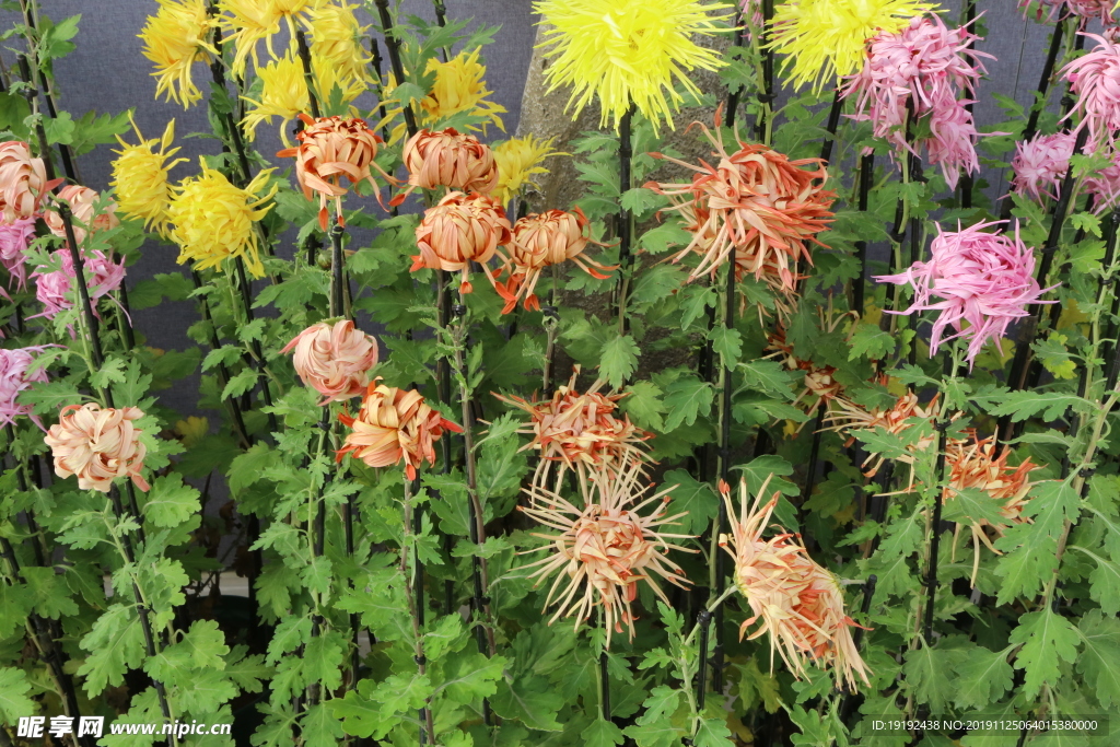 菊花