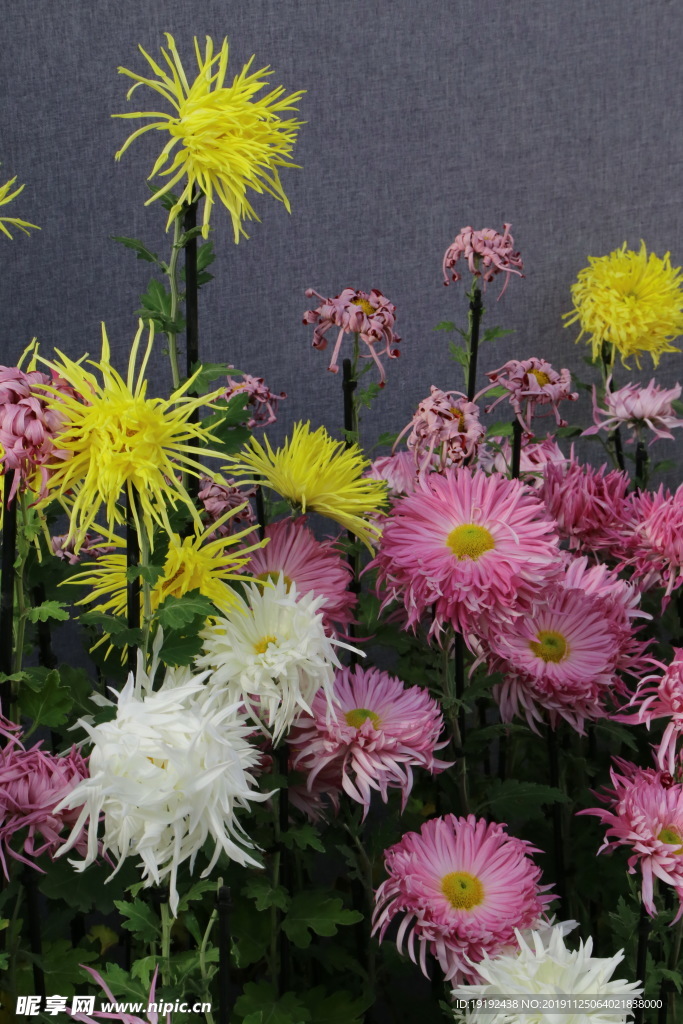 菊花