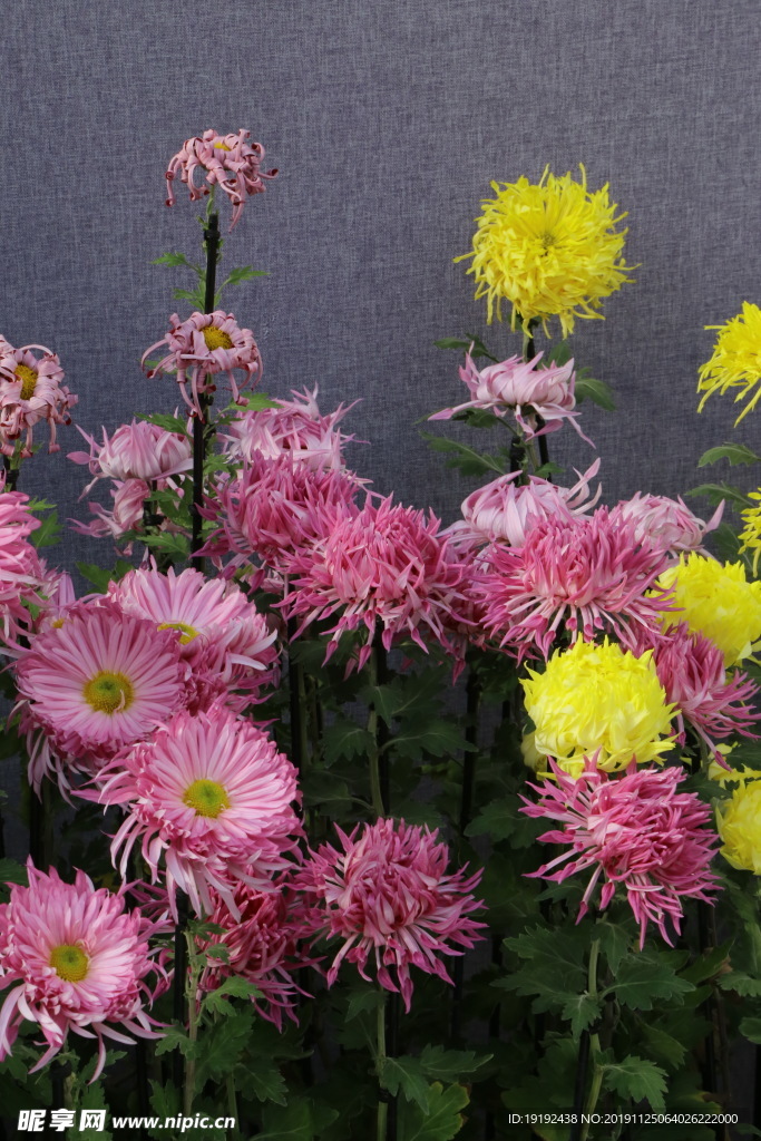 菊花