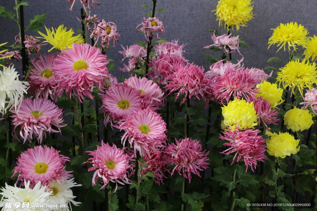 菊花