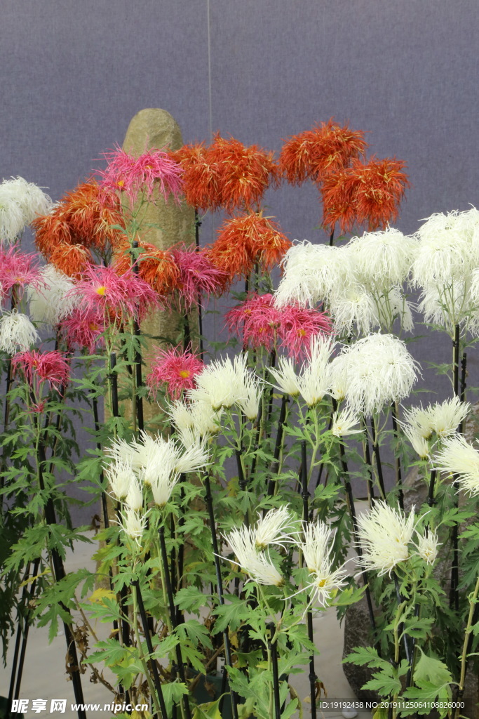 菊花