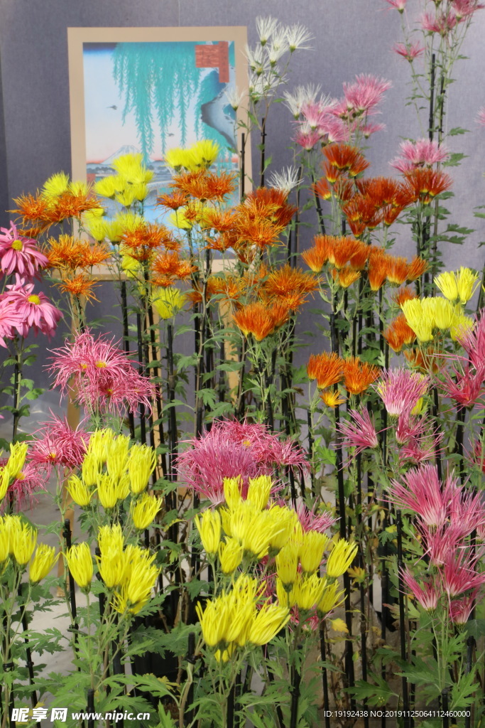 菊花