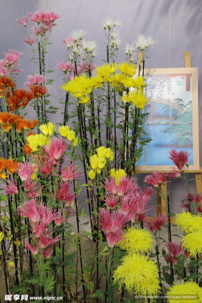 菊花
