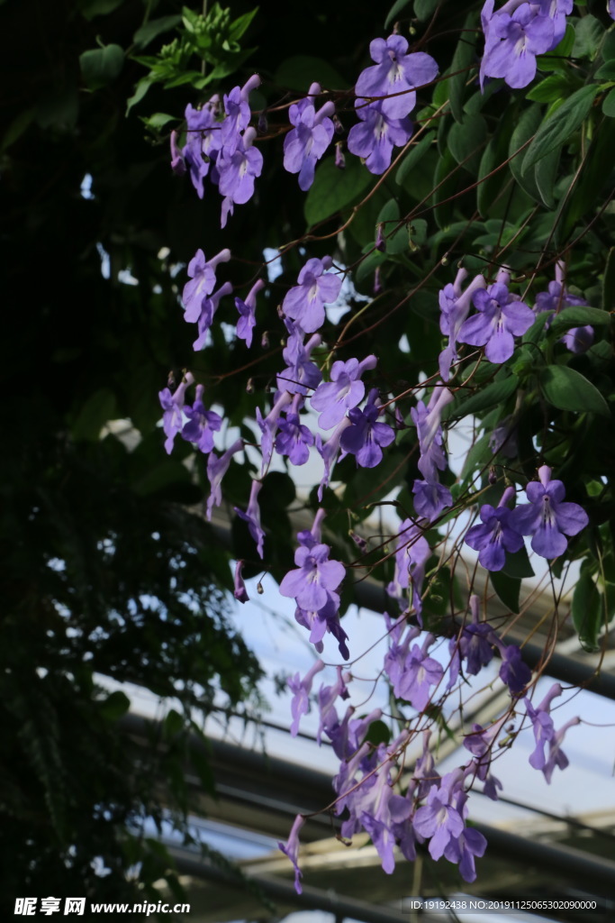 海豚花