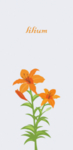 百合花