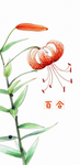 百合花