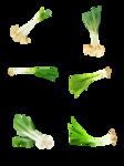 葱