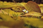 邹菊