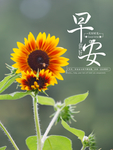 早安海报