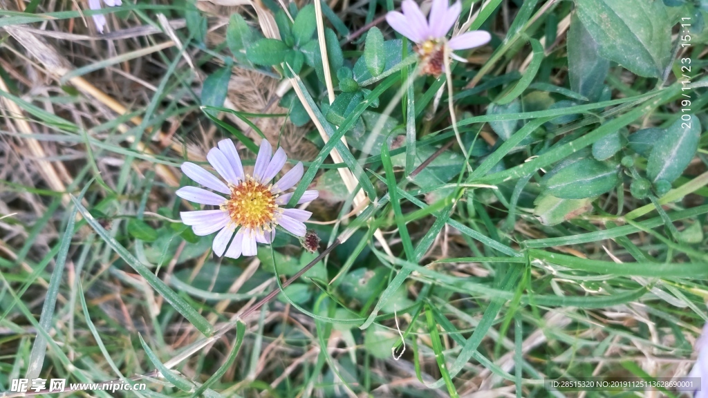 野菊花