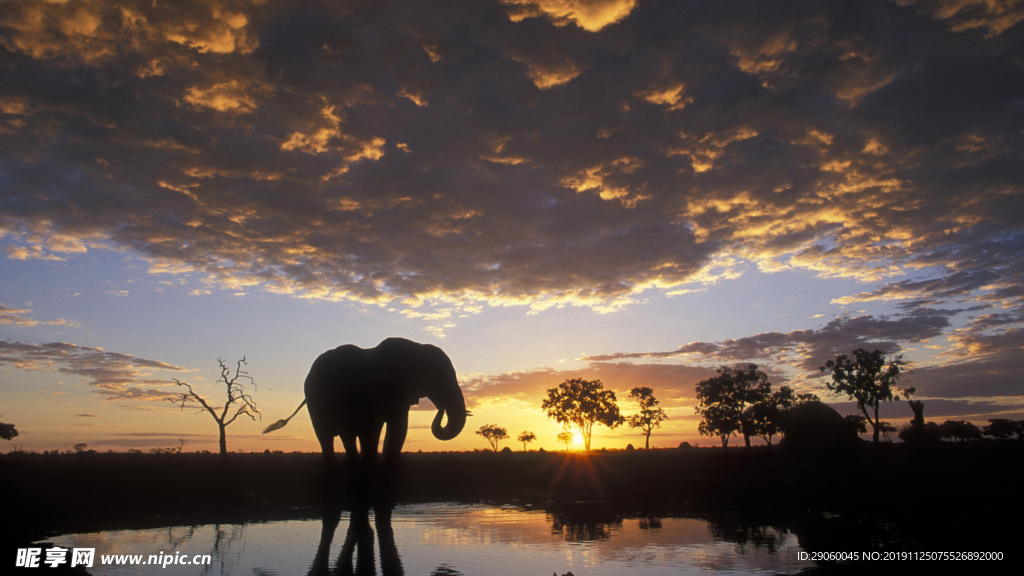 夕阳下的大象