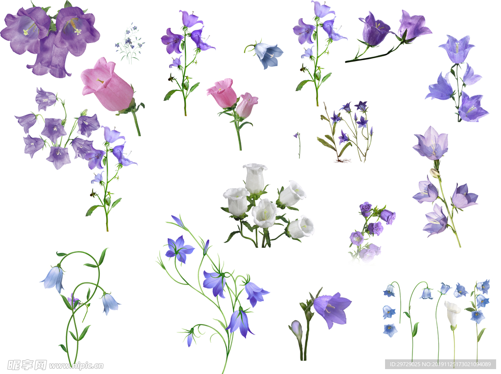 铃花
