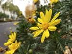 小黄花