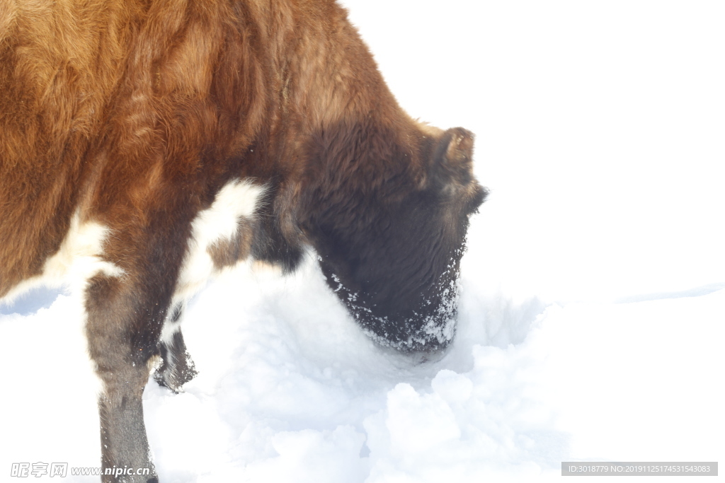 牛吃雪