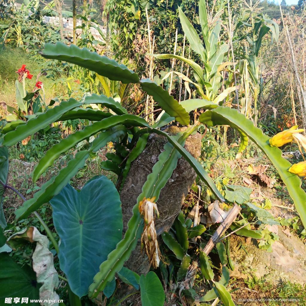 火龙果树   水果树  花草