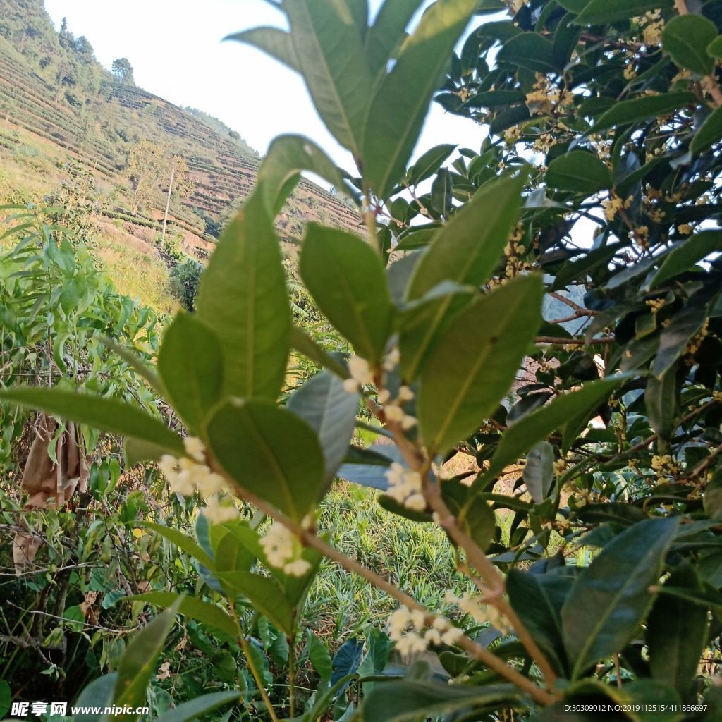 桂花  野山桂花   山上桂花