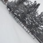 雪景树林