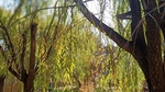 秋天柳树风景