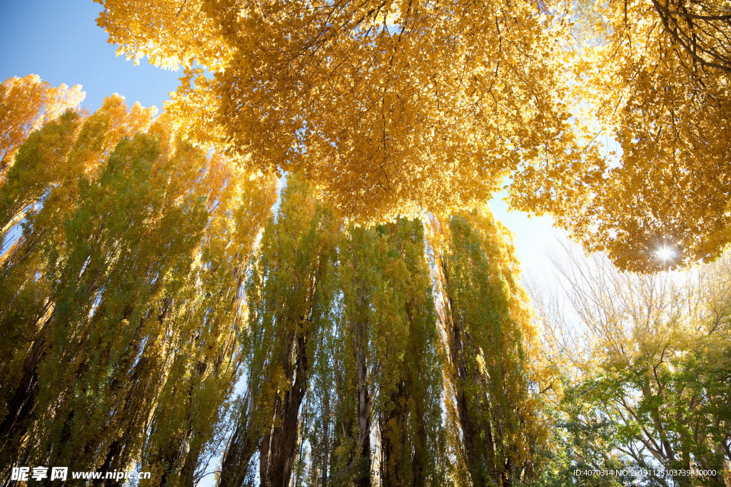 季节性黄色树木
