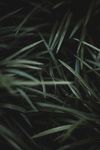 野草植物