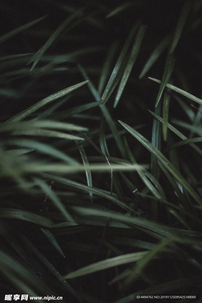 野草植物