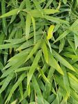 野草