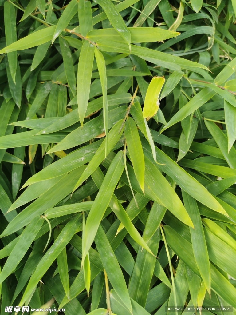 野草