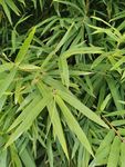 野草