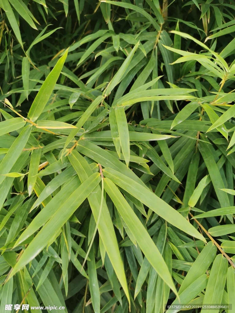 野草