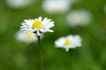 小雏菊
