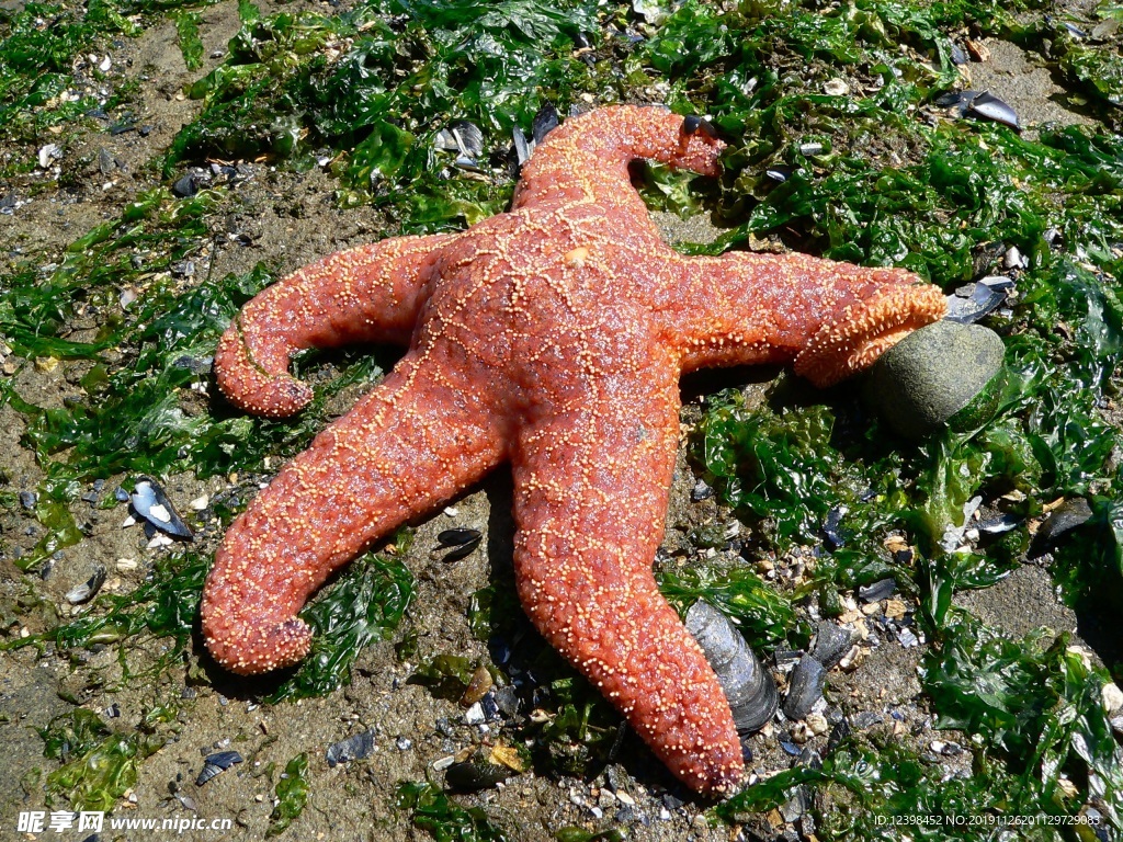 海星