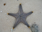 海星