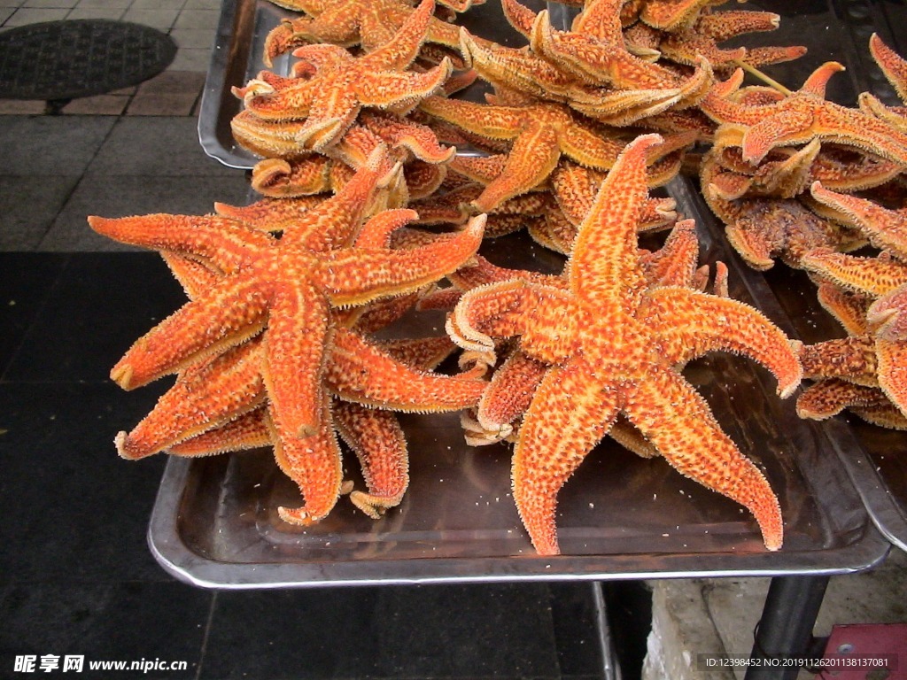 海星海星