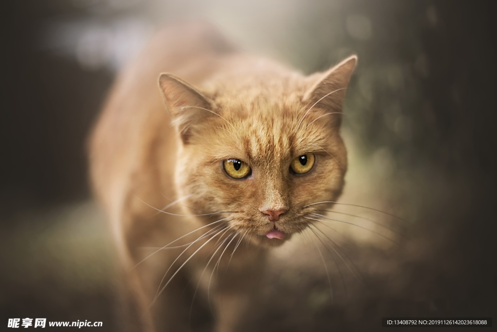 猫