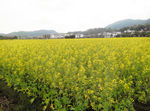 油菜花