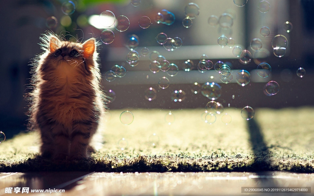 猫与泡泡