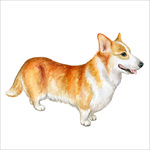 柯基犬插画