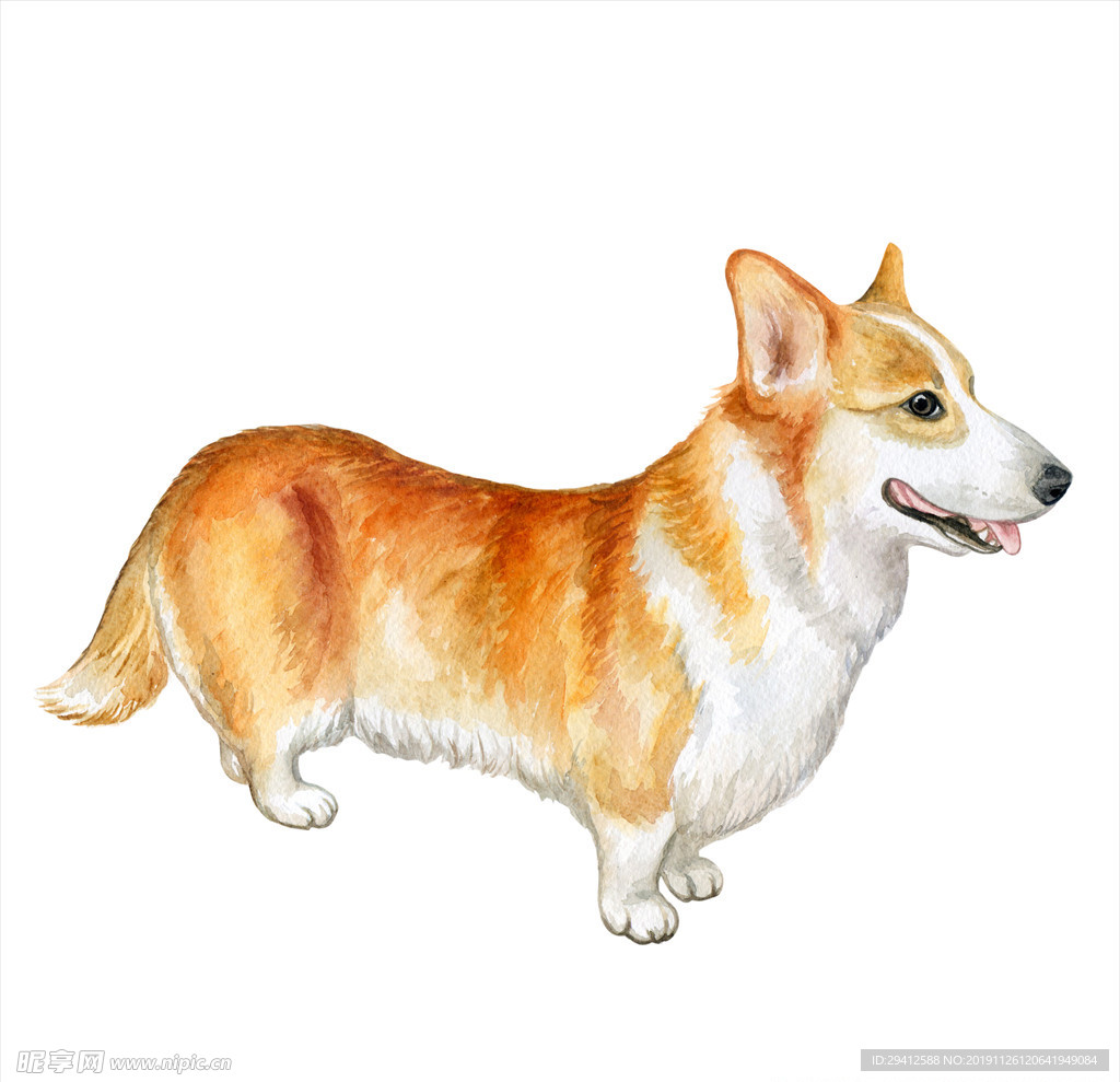 柯基犬插画