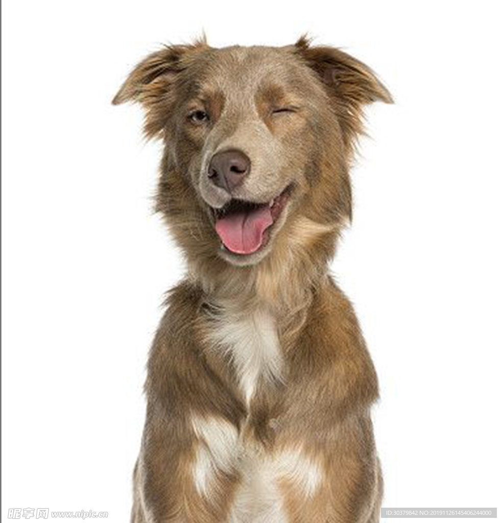 狗