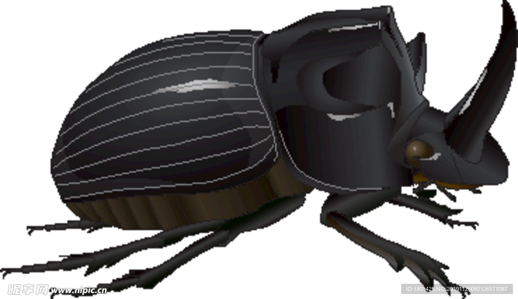 昆虫系列 独角甲壳虫