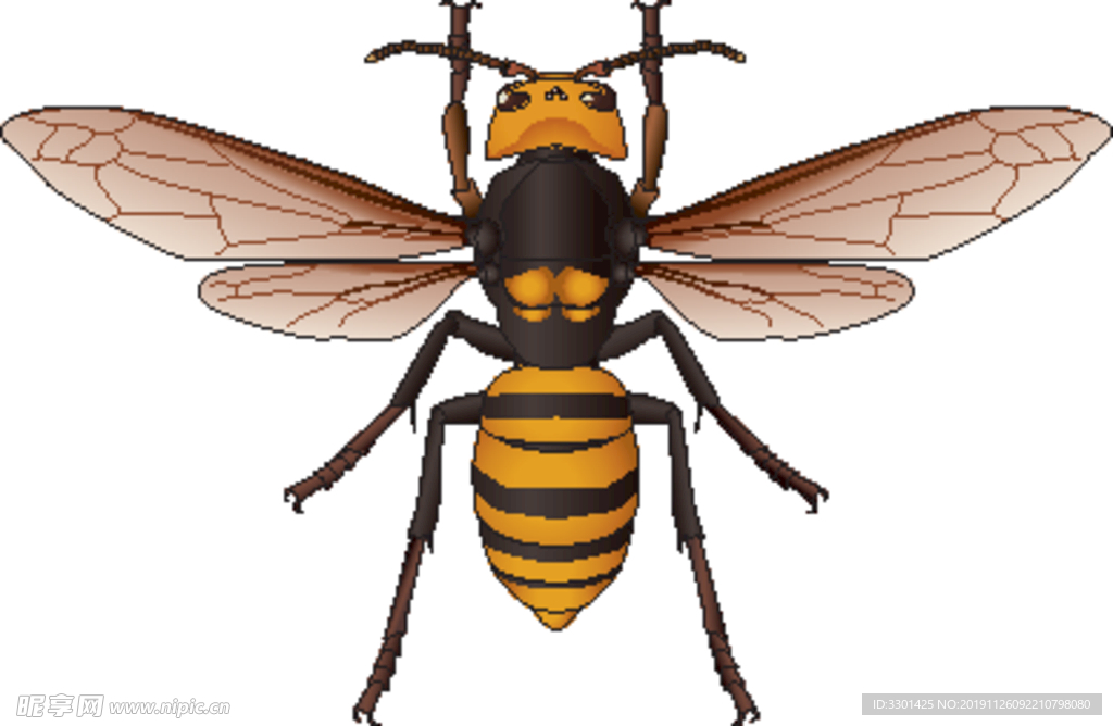 昆虫系列 黄蜂俯视角