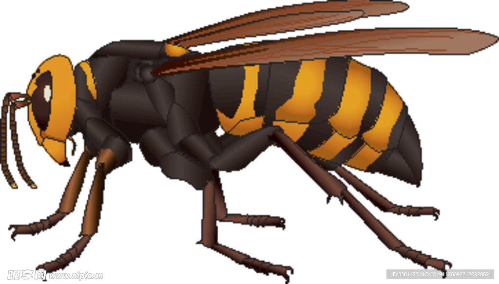昆虫系列 大黄蜂