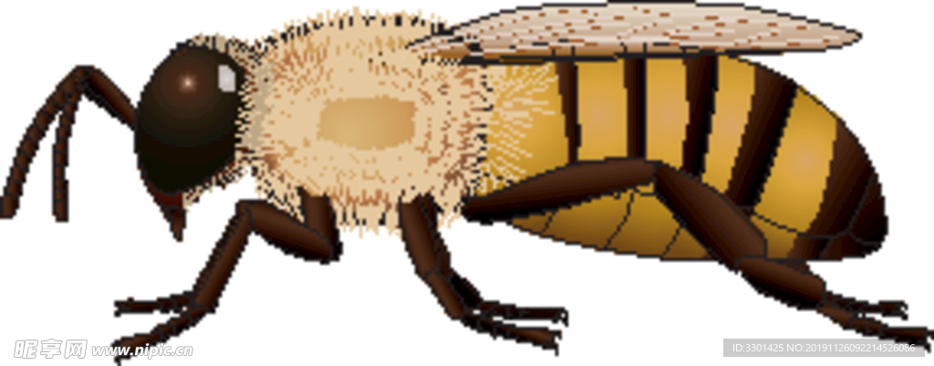 昆虫系列 黄蜂黄黑尾