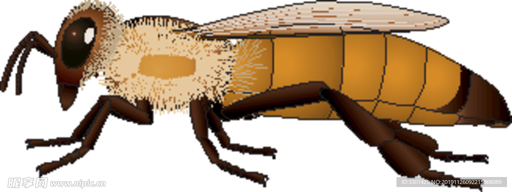 昆虫系列 黄蜂黄尾