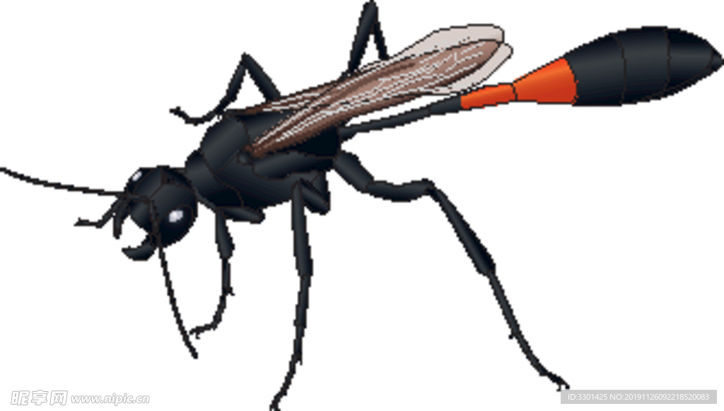 昆虫系列 细腰黑尾黄蜂