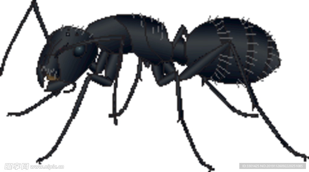 黑蚂蚁矢量图